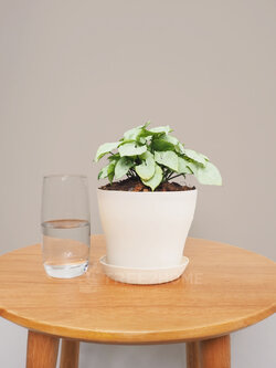 ต้นออมเงิน