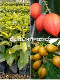 ต้นพีนัทบัตเตอร์ หรือต้นเนยถั่ว ปลูกปีเดียวมีผลให้ลิ้มลองแล้วจ้า