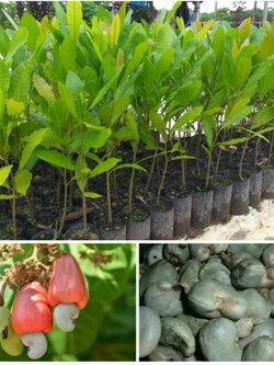 ต้นมะม่วงหิมพานต์ลูกใหญ่ขนาด 40 ชมพร้อมลงดินจ้า