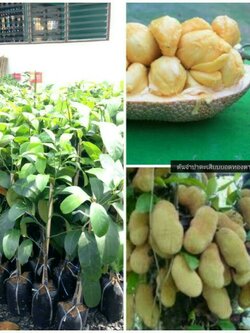 ต้นจำปาดะทองตาปาน เสียบยอด พร้อมส่งค่ะ