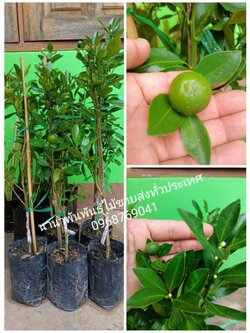 🍊🍊🍊#ส้มจี๊ด#ส้มมงคล ต้นเสียบยอดพร้อมติดดอก