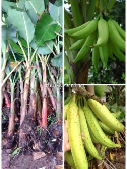 ต้นกล้วยงาช้าง