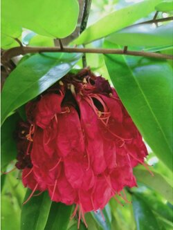 💢#ต้นอโศกปัน พร้อมปลูกอโศกปันไม้หายาก ไม้เสริมสิริมงคล