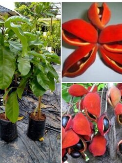 ต้นเกาลัดไทย สวย ๆจ้า