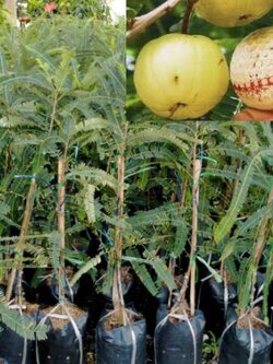 #ต้นมะขามป้อมอินเดียยักษ์ทวาย พร้อมส่งค่ะ