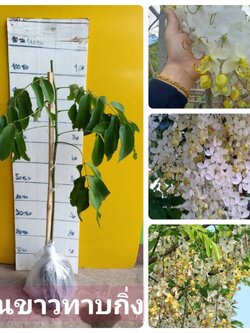 ต้นคูนขาว ทาบกิ่งสวยๆ