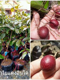🩸#ต้นลำใยแดงอินโด ของแปลกต้องลอง