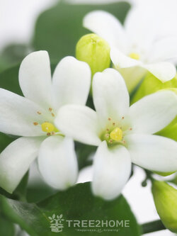 ต้นแก้วพวงดวงใจ