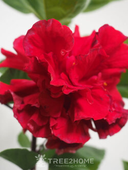 ต้นชบาดอกซ้อน สีแดง