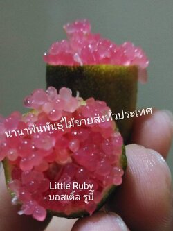 💢#ต้นมะนาวคาเวียร์พันธุ์ลิสเติ้ลรูบี้ Littel Ruby สีชมพูบานเย็นสดใส