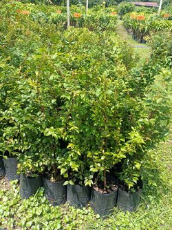 ต้นองุ่่นบราซิล ขนาด 60cm ต้นสวยๆ