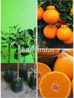 🍊🍊#ต้นส้มเดโกปองเสียบยอด ส้มที่มีขนาดใหญ่ หวานอร่อย ปลูกในไทยได้จ้า