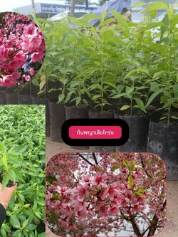 ต้นพญาเสือโคร่ง ซากุระเมืองไทย