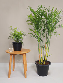 ต้นปาล์มไผ่