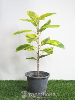 ต้นยางอินเดีย ด่างเหลือง