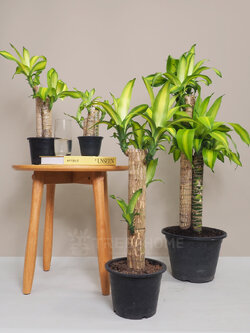 ต้นวาสนา