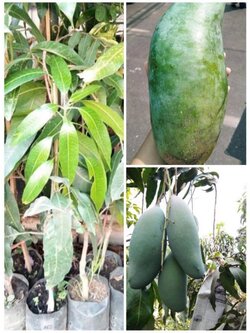 🥭🥭🥭มะม่วงเขียวใหญ่ มะม่วงมันรสชาดอร่อยลูกใหญ่ ปลูกง่าย