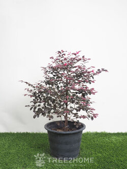 ต้นหงส์ฟู่