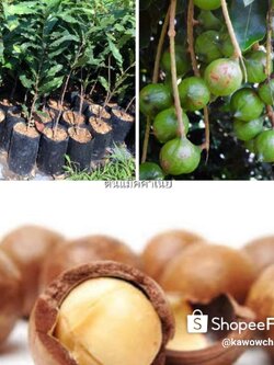 #ต้นแม็คคาเนีย ถั่วแม็คคาเนีย พร้อมส่งจ้า