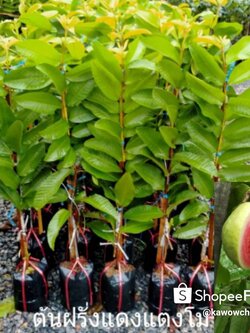 ต้นฝรั่งแตงโมใส้แดง พร้อมส่งค่ะ