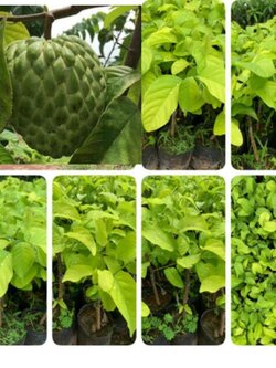 ต้นน้อยหนาเพชรปากช่อง 50-60 ชม.