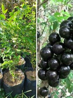 ต้นองุ่นบราซิล ขนาด 20 ชมราคาถูกๆค่ะ