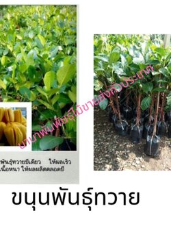 ต้นขนุนพันธุ์ทวาย ขนุนพันธุ์ทวายออกลูกเร็ว ลูกดกตลอดปีเนื้อหนาคนโบราณนิยมปลูกขนุนเพื่อเป็นไม้มงคลหนุนนำคนในบ้านให้เจริญ