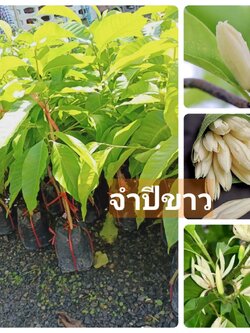 💮ต้นจำปีขาวทาบกิ่ง ต้นสวยๆพร้อมปลูก