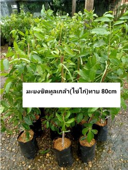 💥ต้นมะยงชิดทูลเกล้า(ไข่ไก่) ต้นทาบ พร้อมจัดส่งจ้า