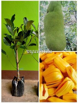 💢#ต้นขนุนทองส้ม ขนุนเนื้อส้มพันธุ์หายากมาแล้วจ้า