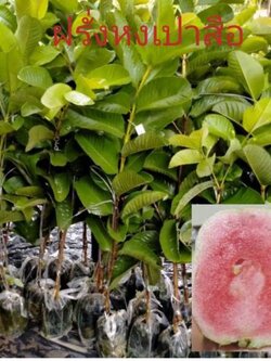 🍏#ต้นฝรั่งหงเปาสือ ฝรั่งใส้แดงอร่อย หวานฉ่ำฟินๆ🥰