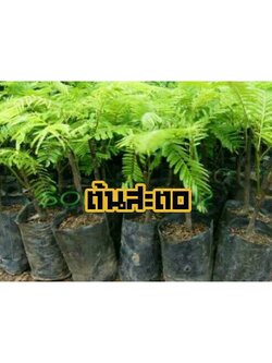 ต้นสตอป่า ติดตา ขนาด 40-60 ชม.