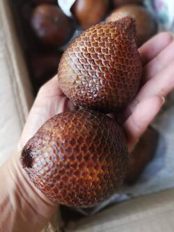 ต้นสละสุมาลี รสชาดหอมหวาน พร้อมส่งค่ะ