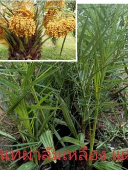 🍀#ต้นอินทผาลัมบาฮีเหลือง อินทผาลัมทานสด 500฿