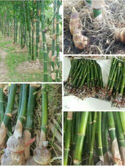 กิ่งตอนไผ่ตงลืมแล้ง จัดชุด5 กิ่งจ้า