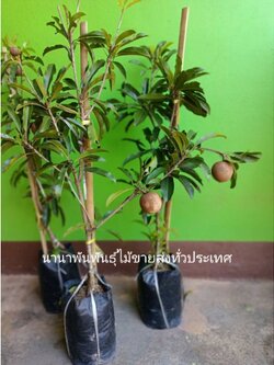 💢ต้นละมุดสาลี่ยักษ์เวียดนาม ต้นสวยๆพร้อมติดดอกค่ะ