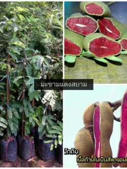 ต้นมะขามแดงสยาม