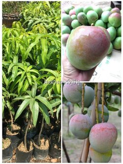 ต้นมะม่วงR2E2 (อาร์ทูอีทู) เสียบยอดต้นสวย ๆค่ะ