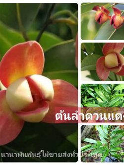 🌺"ลำดวนแดง” นับเป็นพันธุ์ไม้พื้นเมืองที่หายาก