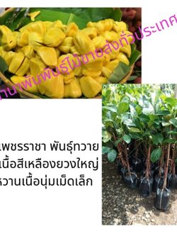 ต้นขนุนเพชรราชา ขนุนเพชรราชาพันธุ์ทวายขนุนเนื้อสีทองยวงใหญ่รสหวานเนื้อนุ่มเมล็ดเล็ก แม่ค้านิยมนำมาขาย