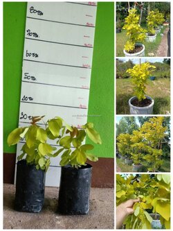 ⚡#ต้นชะแมบทอง ไม่มงคลหายาก พร้อมจัดส่งแล้วจ้า