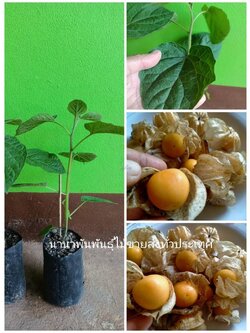 #ต้นเคปกูดเบอรี่ หรือโทงเทง ผลไม้เพื่อสุขภาพรสเปรีี้ยว ของโปรดประโยชน์เยอะ