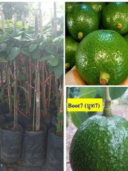 ต้นอะโวคาโด บูธ7 เสียบยอดสวยๆ