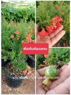 🍒🍎#ต้นทับทิมแคระ ไม้มงคลพร้อมส่ง