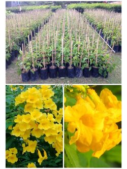 #ต้นทองอุไร ทองอุไรไม้มงคล ออกดอกตลอดปี