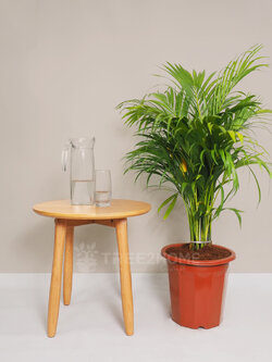 ต้นหมากเหลือง