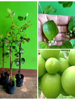 🍏#พุทรานมสดชุด 3 ต้น มาแล้วจ้า