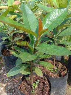 ต้นมังคุด กิ่งมังคุด กิ่งมังคุด พันธุ์มังคุด มังคุด