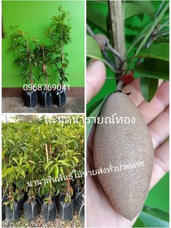 #ต้นละมุดนารายณ์ทอง ละมุดโบราณผลใหญ่ ต้นทาบพร้อมปลูกคะ