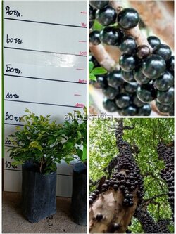 ต้นองุ่นบราซิล ต้นเพาะเมล็ด ปลูกและโตในไทยได้แล้ว ต้นพันธุ์พร้อมส่งคะ